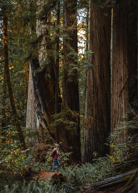 Visiting Prairie Creek Redwoods State Park In California The Break Of