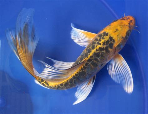 Butterfly Koi Fish Real Butterfly Mania