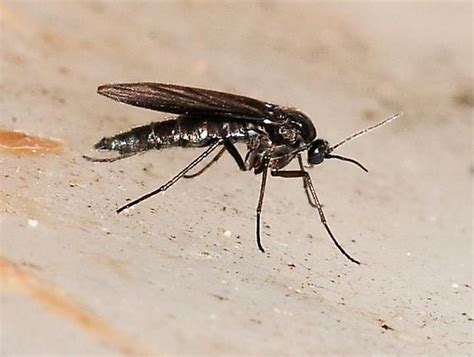 Sciaridae Dark Winged Fungus Gnats Bugguidenet