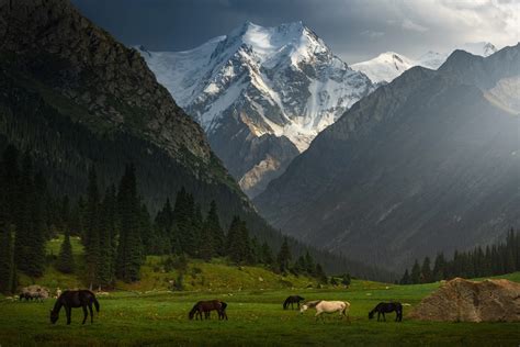 Animals Landscape Mountains Outdoors Horse Hd Wallpaper