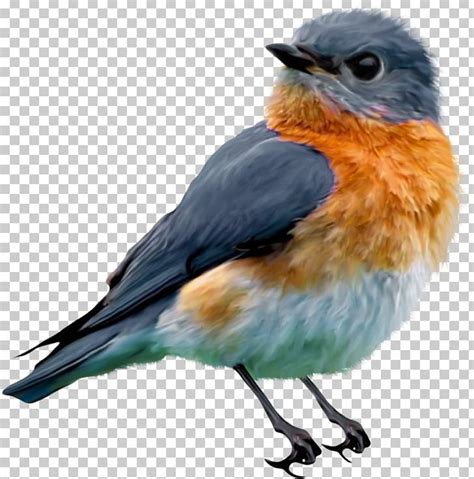 Eastern Bluebird Clipart 10 Free Cliparts Download Images On