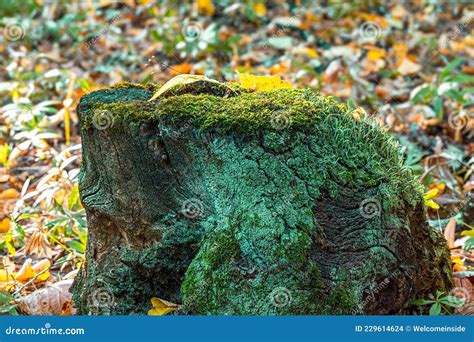 Green Moss On Old Tree Stump In Green Autumn Forest Stock Photo