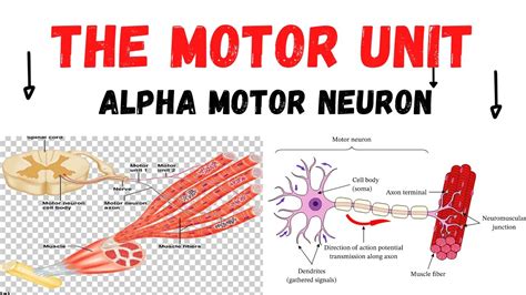 Motor Unit Alpha Motor Neuron Muscle Fiber Contraction Unit