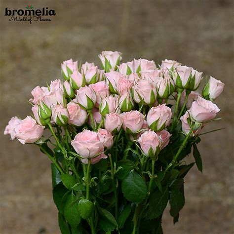 Baby Rose Bromelia
