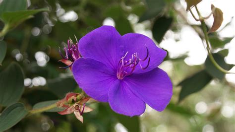 Maybe you would like to learn more about one of these? Purple Tropical Flowers wallpaper | 1920x1080 | #23483