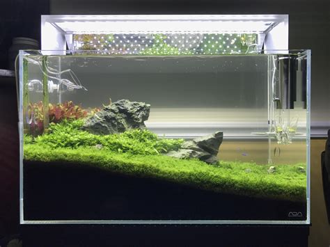 I finally got everything i needed to aquascape my 40 gallon breeder. Image result for iwagumi aquascape | Aquascape, 40 gallon ...