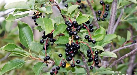 Black Chokecherry Prunus Virginiana Var Melanocarpa Edible And