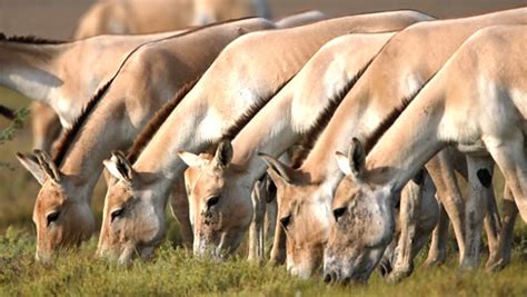 Indian Wild Ass Sanctuary Little Rann Of Kutch