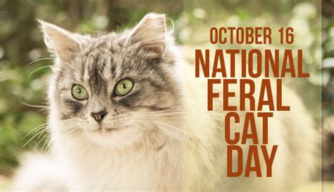 This National Feral Cat Day Marks An Evolution Of The Cat