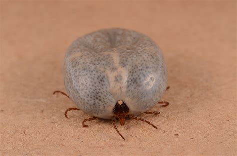 What Do Ticks Look Like Full Of Blood Whtoda