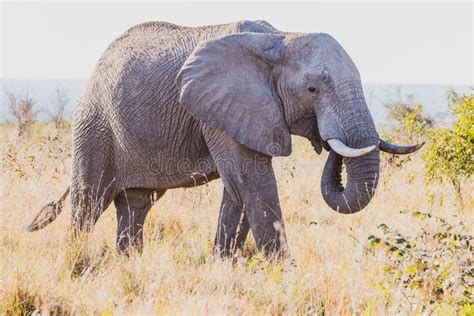 Large Gray Elephant Walking Around On A Sunny Nature Reserve Field