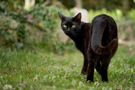 Bombay Cat Standing Grass Kitten Cat Black Cat Domestic Cat Pets
