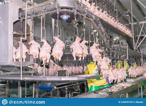 Chickens Hang On A Conveyor Chain In The Poultry Factory Stock Image Image Of Manufacturing