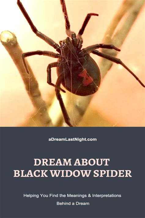 Dream About A Black Widow Spider Meanings And Symbolism