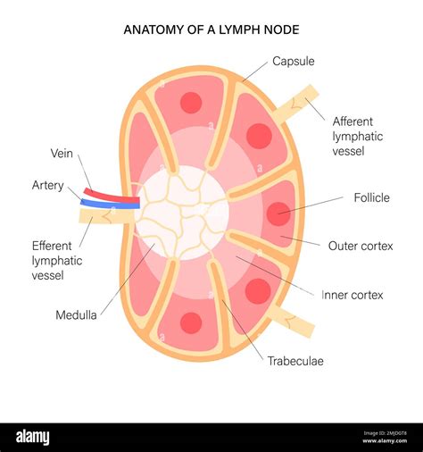 Anatomie Du Ganglion Lymphatique Illustration Photo Stock Alamy