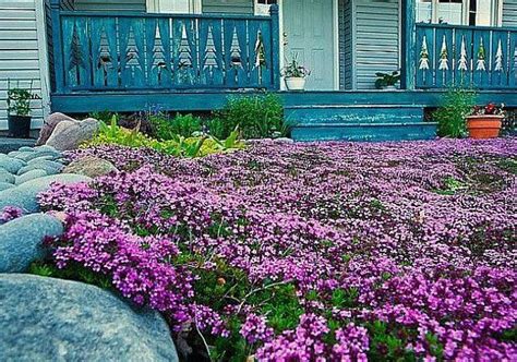 Creeping Thyme Bulk Pack Ground Cover 4000 Seeds Fragrant Herb Pink