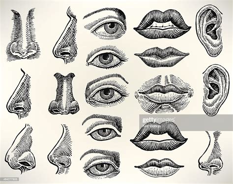 Human Features Eye Mouth Ear Nose High Res Vector Graphic Getty Images