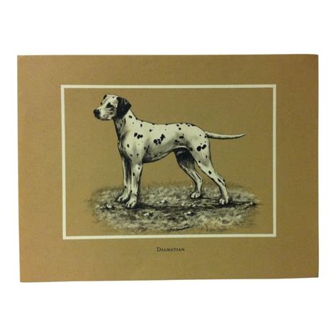 Vintage Dog Breed Prints Dalmatian By J Des Clayes Circa 1940