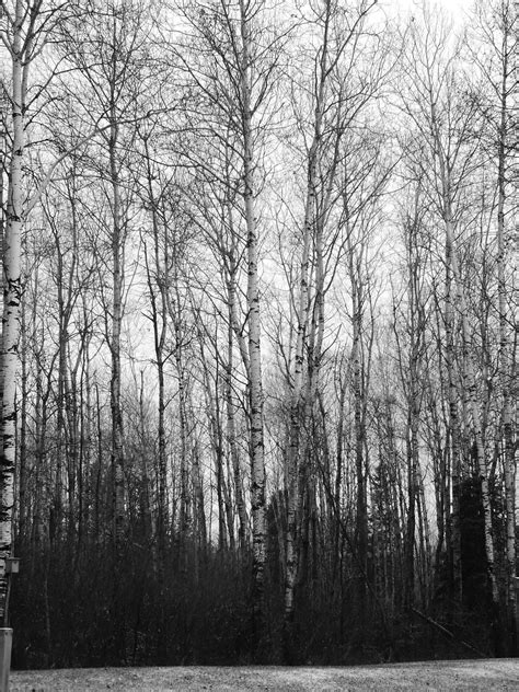 Black And White Photograph Of Trees Black And White Tree Black And