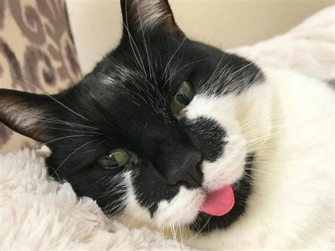 Viruses like parvovirus and herpes virus are known to cause cerebellar hypoplasia, but any viral infection during development while in the. Meet The Adorable Cat With Severe Cerebellar Hypoplasia ...