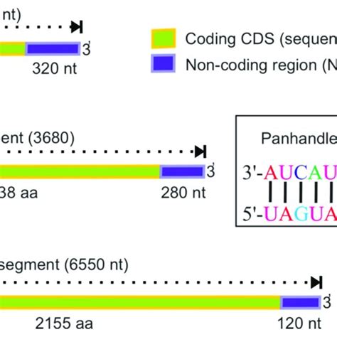 Hantaan virus, sin nombre virus, andes virus, puumala virus (examples). Phylogenetic trees based on the complete S sequence of ...