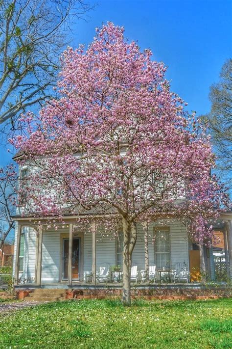 Buy magnolia trees and get the best deals at the lowest prices on ebay! Pale Pink Saucer Magnolia tree | Saucer magnolia tree ...