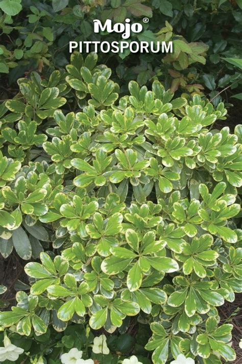Determine how much shade is in your yard. Not Tonight, Deer | Amazing gardens, Garden, Shade garden