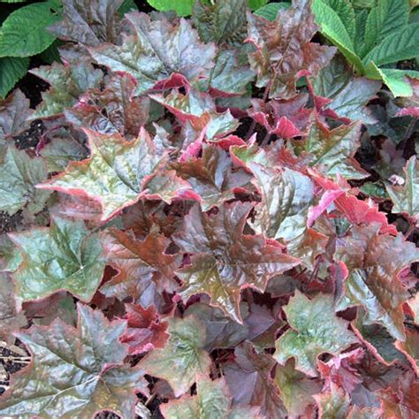 Heuchera How To Grow Coral Bells Plants Garden Design