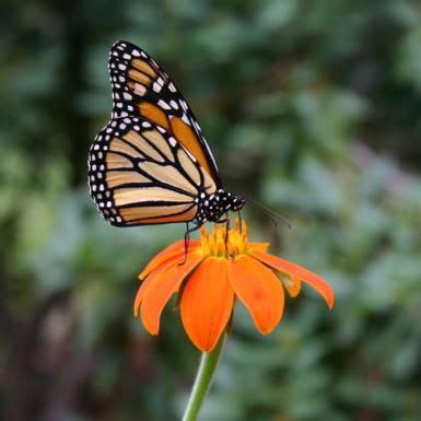 The butterfly eats most when it is in the caterpillar stage. What To Do When Your Monarchs Get Hungry | Butterfly ...