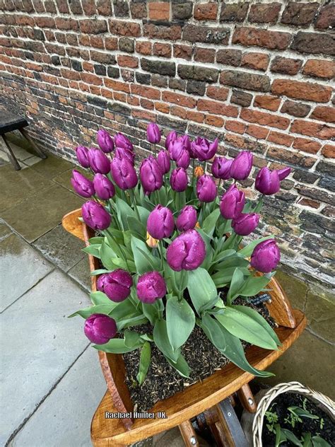 Photo Of The Entire Plant Of Single Early Tulip Tulipa Purple Prince