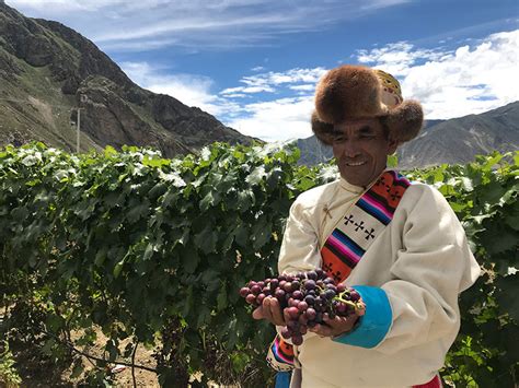 西藏葡萄园获吉尼斯世界纪录认证“最高海拔的葡萄园” decanter china 醇鉴中国