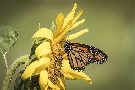 Monarch On A Sunflower 1 2015 By Thomas Young Monarch Sunflower