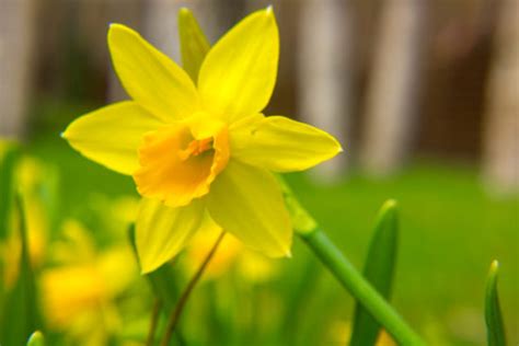 A Beginners Guide To 13 Types Of Daffodils Here By Design