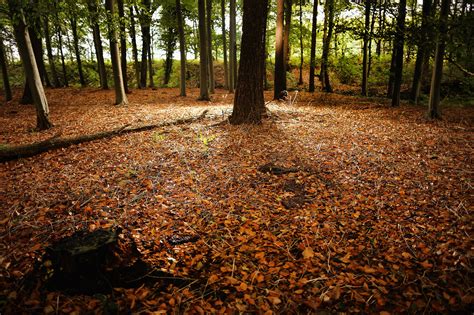 Autumn Leaves Covered The Forest Floor In The Cheshire Countryside Of Stunning Fall Photos To