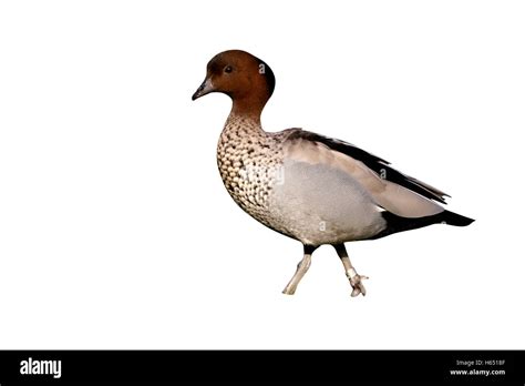 Australian Wood Duck Or Maned Goose Chenonetta Jubata Male Native To