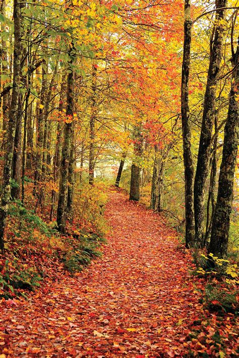 Fall Foliage Season Starts In West Virginia News Sports Jobs News