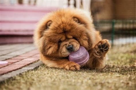 Top 25 Big Fluffy Dog Breeds