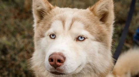 Alaskan Malamute Siberian Husky Mix Alusky Breed Info