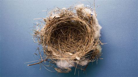 What Now Understanding Empty Nest Syndrome Psych Central