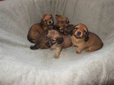 Created by god and bred with love! AKC Long Hair English Cream Mini Dachshund Puppies For ...
