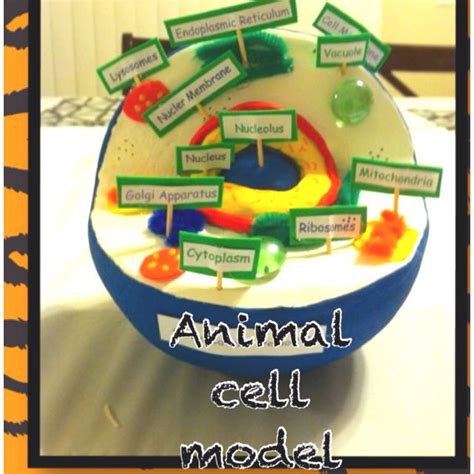 If you're learning biology in school, your teacher might ask you to create your own model. Animal cell project | MISC | Pinterest