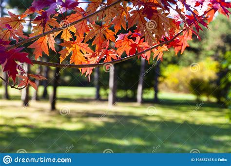 Bright Red Maple Leaves In The Sunlight Stock Image Image Of Golden