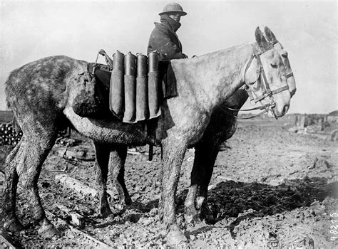 Les Animaux Dans La Guerre Mondiale De 1914 à 1918 ⋆ Photos Historiques