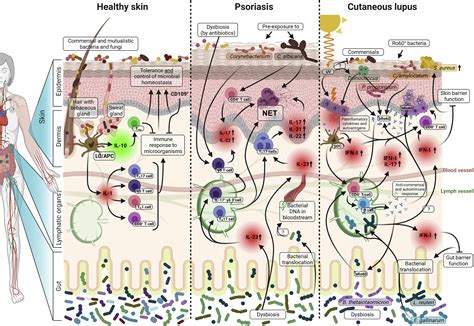 Skin Deep The Role Of The Microbiota In Cutaneous Autoimmunity