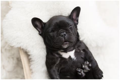 If you're in the market for a puppy, don't assume the first seller you find is asking for the average market cost of english bulldogs or close to it. Olive Frenchie Puppy Newborn Photoshoot - socutephoto.com