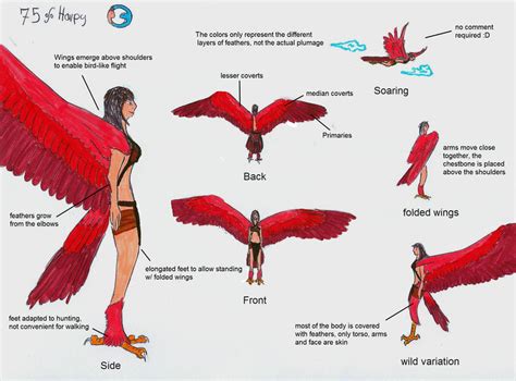 Harpy Anatomy Tutorial By Aerophoinix On Deviantart