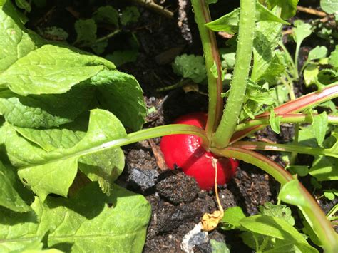 The Versatile Radish A Nutritious Root Vegetable For Every Season