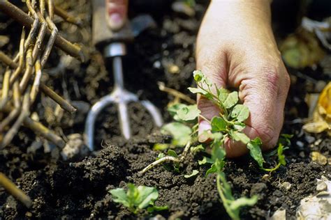 I mix it 1 oz to the gal of water. Soil-Borne Diseases and How to Effectively Treat Them