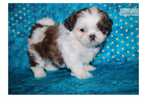 Check out our shih tzu puppies selection for the very best in unique or custom, handmade pieces from our shops. Chevy: Shih Tzu puppy for sale near Sioux City, Iowa. | 4585b49d-f361