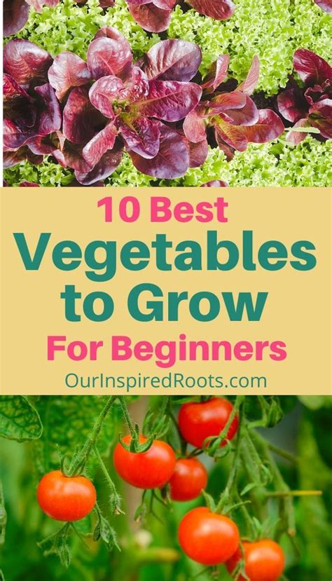 Want To Learn The Best Vegetables For Beginner Gardening This List